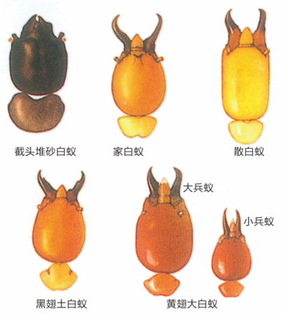 白蚁防治-深圳市瑞达康生物科技有限公司